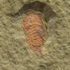 Early Arthropod with Soft Parts, The Natural Canvas