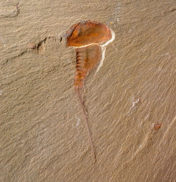 Early horseshoe crab ancestor - Synziphosurine