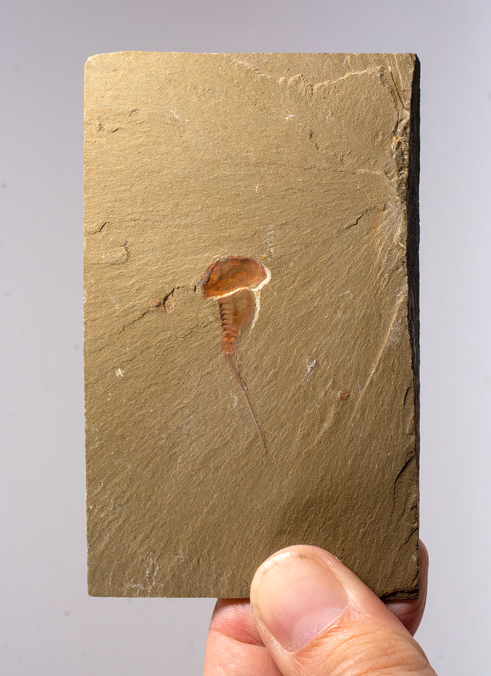 Early horseshoe crab ancestor - Synziphosurine - Image 2