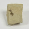 Fruit - Image 2