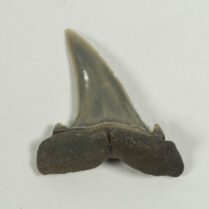 Serratolamna lerichei