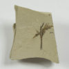 Yimaia sp. - Image 2
