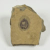 Cornucarpus longicaudatus - Image 2