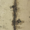 Flower - Image 2