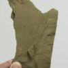 Arthropod appendages - Image 2