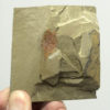 Xiphosurine - Image 2