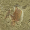 Carpoid - Image 2