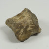 Dinosaur bone - Image 2
