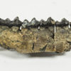 Hyracotherium sp. - Image 2