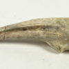 Archaeornithomimus asiaticus - Image 2