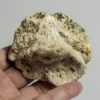 Tarchia sp. - Image 3