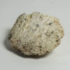 Tarchia sp. - Image 2