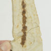 Elatocladus pinnatus, The Natural Canvas
