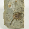Sparganium antiquum - Image 2