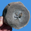 Aturia angustata - Image 2
