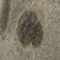 Cockroach -- Blatinopsis minor