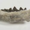 Dinictis squalidens - Image 2