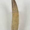 Spinosaurus aegyptiacus - Image 2