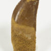 Carcharodontosaurus saharicus - Image 2