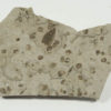 Insect - Image 2