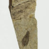 Insect - Image 2