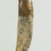 Carcharodontosaurus saharicus - Image 2