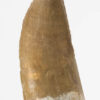 Carcharodontosaurus saharicus - Image 3