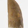 Carcharodontosaurus saharicus - Image 4