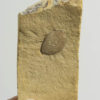 Quercus sp. acorn - Image 2