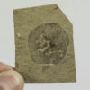 Florissantia quilchenensis - Image 2