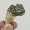 Coryphodon sp. - Image 2