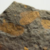 Plumulites tafennaensis - Image 2