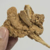 Smilodon populator - Image 2