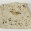 Protozoea hilgendorfi - Image 2