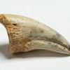 Theropod claw, The Natural Canvas