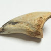 Theropod claw, The Natural Canvas