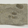 Ameropiltonia lauradanae and Comptonaspis swallowi - Image 2
