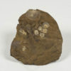 Seed pods - Image 2