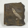 Catkin (Flower) - Image 2