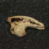 Eocene bird claw, The Natural Canvas