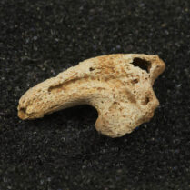 Eocene bird claw