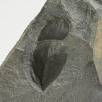 Naroia-like arthropod from Italy - Tariccoia