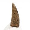 French Dinosaur Tooth &#8211; Nuthetes destructor, The Natural Canvas