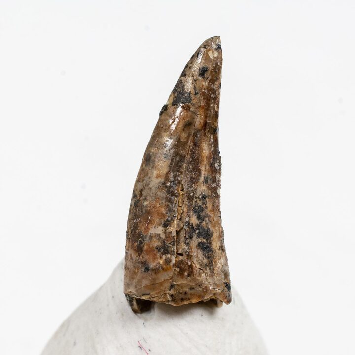 French Dinosaur Tooth &#8211; Nuthetes destructor, The Natural Canvas