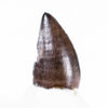 Theropod - France - Image 2