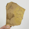 Ginkgo adiantoides - Image 2