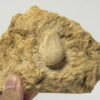 Bizarre echinoid - Claviaster libycus - Image 2