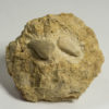 Bizarre echinoid - Claviaster libycus - Image 2