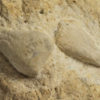 Bizarre echinoid - Claviaster libycus - Image 3