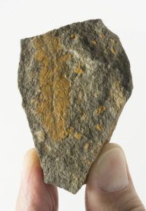 Plumulites tafennaensis